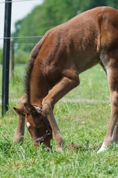 Cute 10 days old young horse eating grass