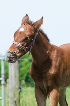 Just born 10 days ago this cute foal looks funny.