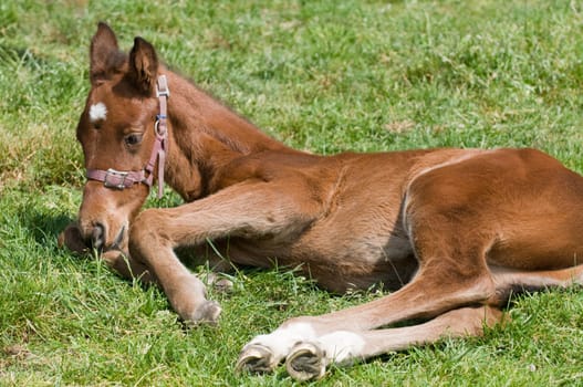 Cute 10 days old horse resting in the field.