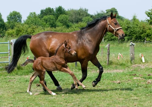 Mother horse and son running though the fields.