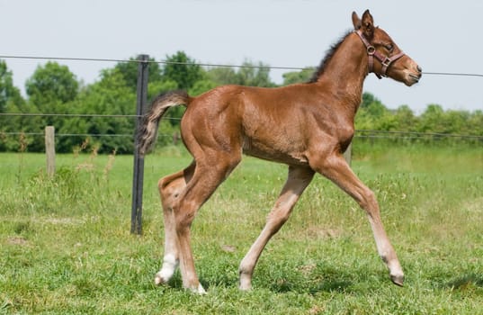 Little 10 day old foal being proud, look at me!