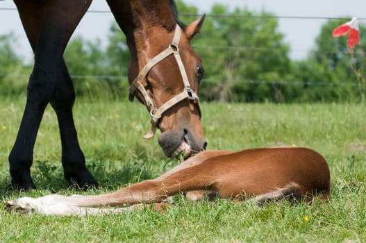 Mother horse trying to wake her child for dinner, a juicy piece of grass...