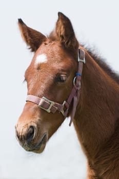 Cute 10 days old horse's head looking dreamy.