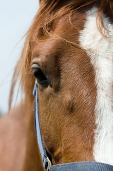Closeup of the head of a horse