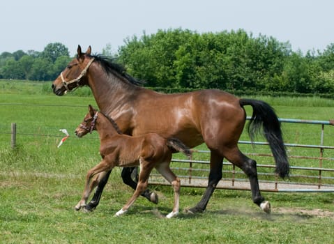Mother horse and son running though the fields.