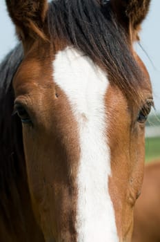 Closeup of the head of a horse