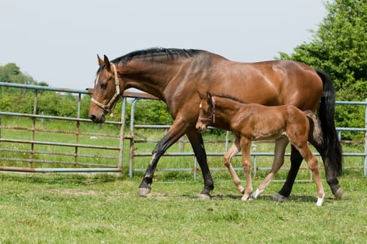 Mother horse and her foal in the field