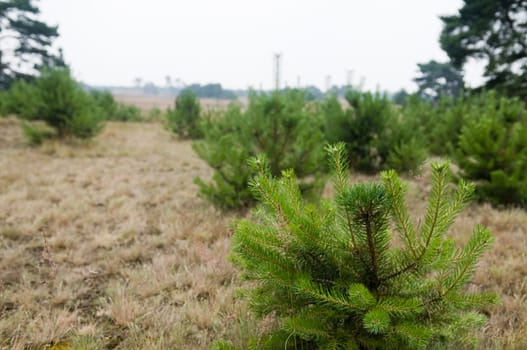 Heathland in the "Hoge Veluwe"" in Holland"