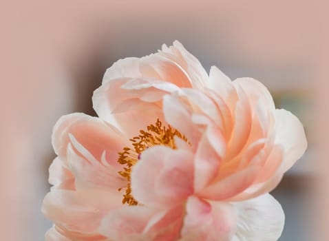 peony