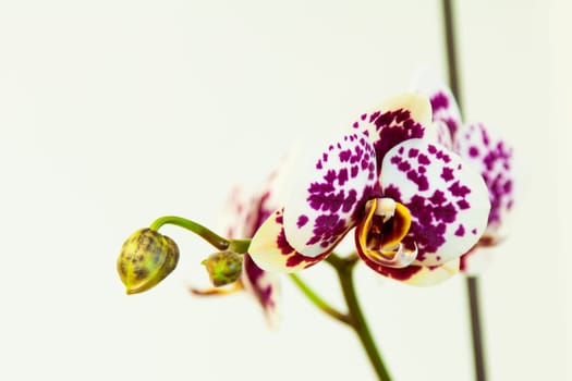 Close up view of orchid on white background