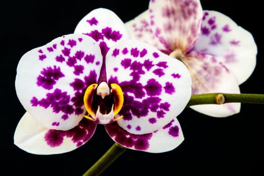 Close up view of orchid on black background