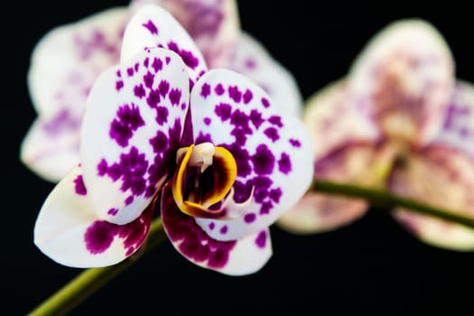 Close up view of orchid on black background