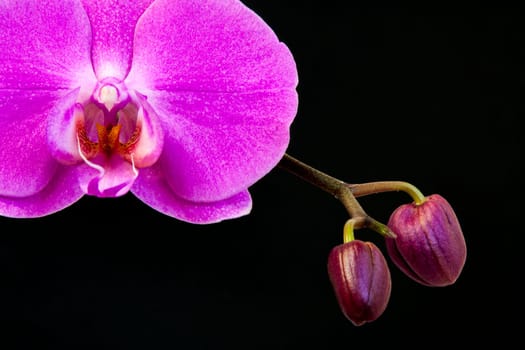 Close up view of orchid on black background