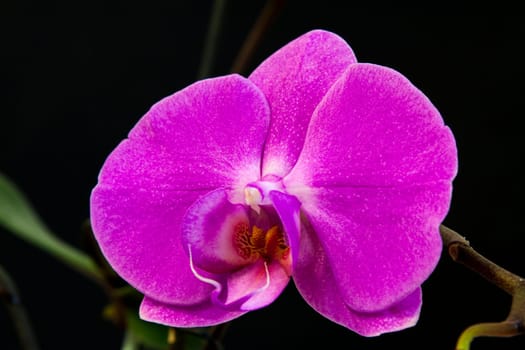 Close up view of orchid on black background