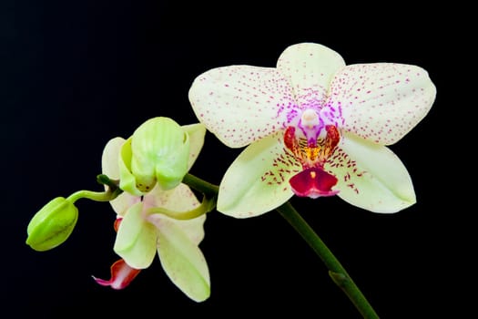 Close up view of white orchid on black background