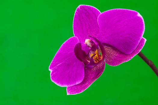 Close up view of purple orchid on green background
