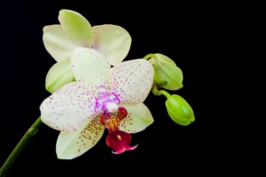 Close up view of white orchid on black background