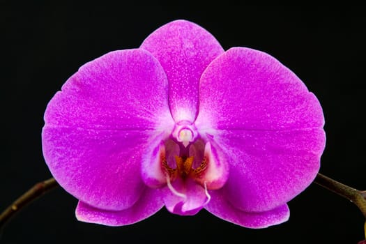 Close up view of orchid on black background