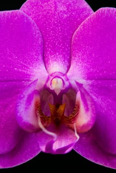 Close up view of orchid on black background