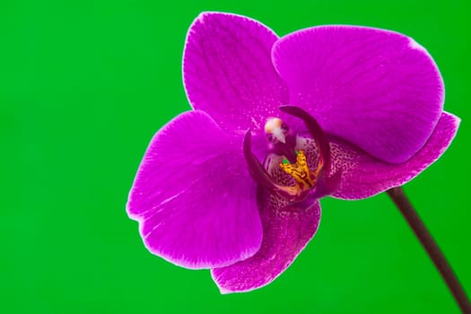 Close up view of purple orchid on green background