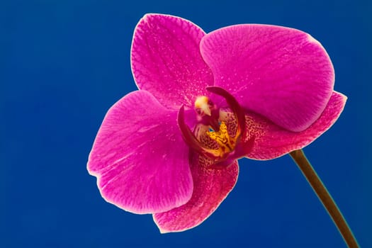 Close up view of purple orchid on blue background