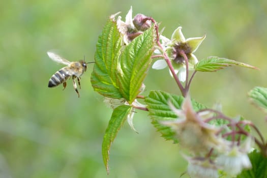 Honeybee flying to reach raspberrie flower. Blurred background