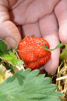Picking up strawberry from the garden in spring. Closeup of hand and strawberry