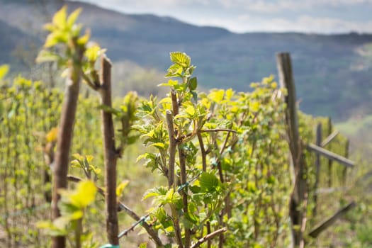 Raspberry twigs in front with rest of the field blurred. Blurred mountain Tara in the background