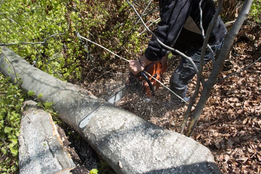 Lumberjack cutting beech log with chainsaw. Sawdust scatters