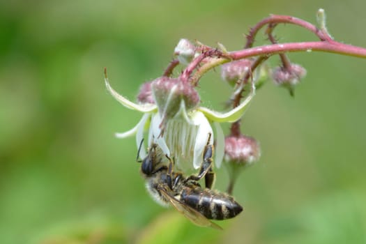 Honeybee standing upside down on raspberry flower, collecting nectar