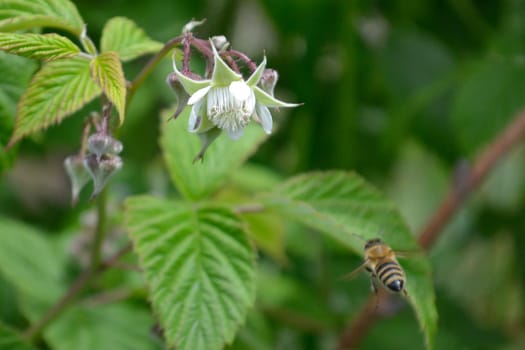 Honeybee shoot from behid, flying to reach raspberry flower