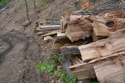 Beech logs piled up near forest road