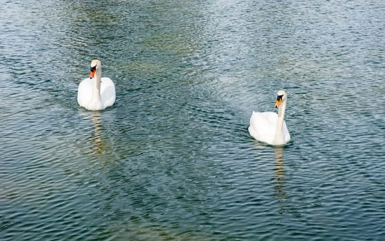 Two adult mute swans approaching on rippled wavy pond water.