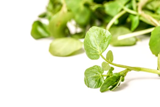 freshly picked organic watercress, isolated on white