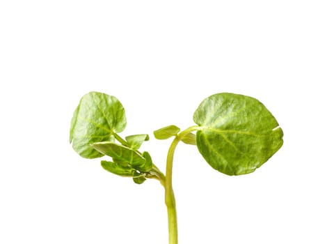 freshly picked organic watercress, isolated on white
