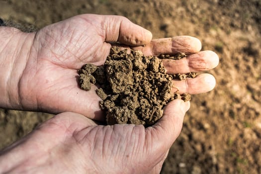 Old man hands holding soil with field in the background
