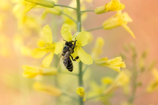 Worker bee on yellow flower with blurred background