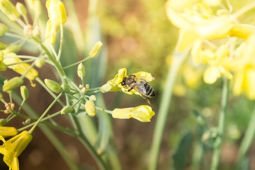 Worker bee on yellow flower with blurred background
