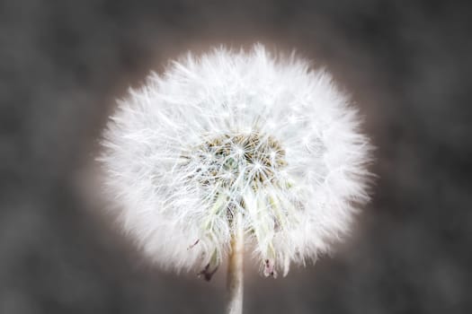 Abstract closeup of dendelion with blurred background.