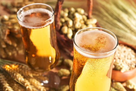 two beer glasses with wheat,barley,hops and malt
