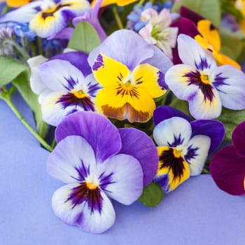 Colorful Spring Flowers on Purple Background