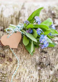 Little Strauss Forget-me-not on rustic background made of birch wood