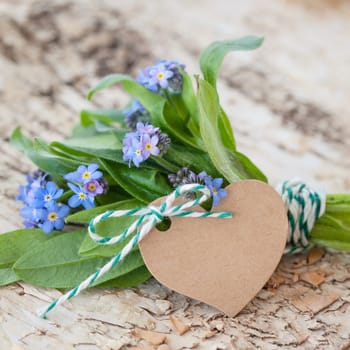 Little Strauss Forget-me-not on rustic background made of birch wood