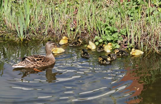mallard mother with her ducklings at the edge of a pond