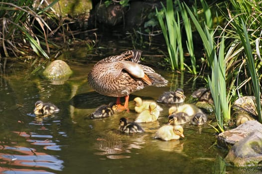 mallard mother with her ducklings at the edge of a pond
