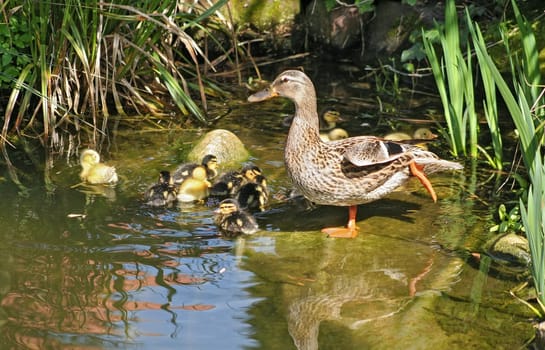 mallard mother with her ducklings at the edge of a pond