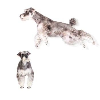 The Miniature schnauzer isolated with white background