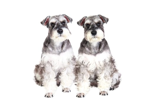 The Miniature schnauzer isolated with white background