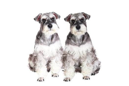 The Miniature schnauzer isolated with white background