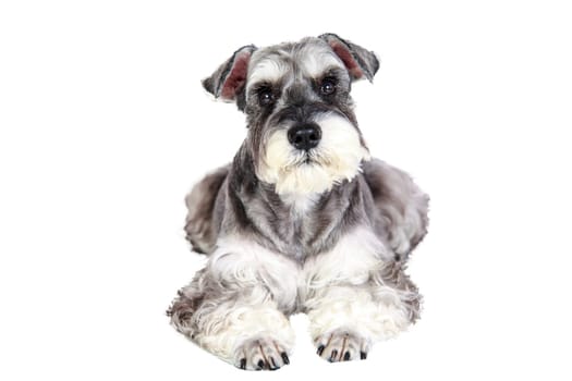 The Miniature schnauzer isolated with white background